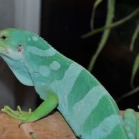 Fiji Iguana