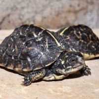 Florida Box Turtle