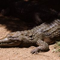 Freshwater Crocodile