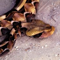 West Africa Gaboon Viper