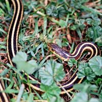 garter-snake.jpg