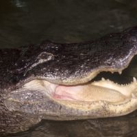 Alligator