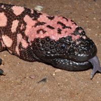 Gila Monster