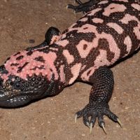 Gila Monster