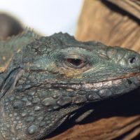 Grand Cayman Blue Iguana