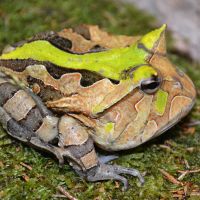 Horned Frog