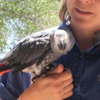 African Grey Parrot at Bird Show