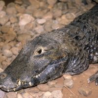 Crocodilians