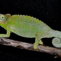 Jackson's Chameleon