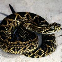 Juvenile Cascabel Rattlesnake
