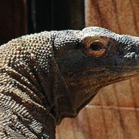 Komodo Dragon