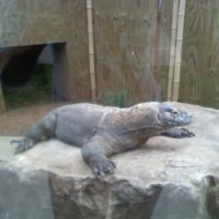 Komodo Dragon