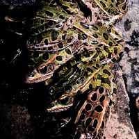 Leopard Frogs