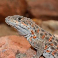 Leopard Lizard