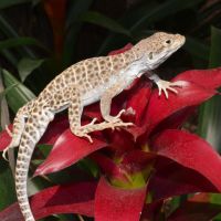 Leopard Lizard