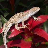 Leopard Lizard