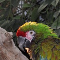 Sky Dome Macaw