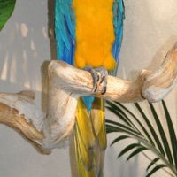 Sky Dome Macaw