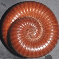 Red Millipede