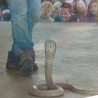 Snake Show 2