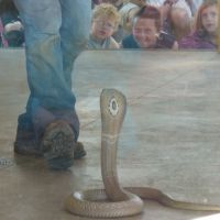 Snake Show 2