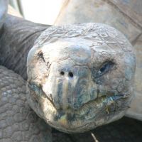 Giant Tortoise