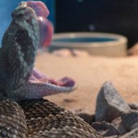 Eastern Diamondback Rattlesnake