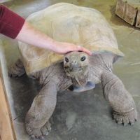 Giant Tortoise