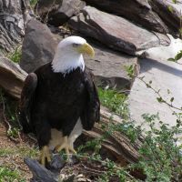 Cheyenne the Bald Eagle