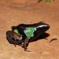 Painted Mantella