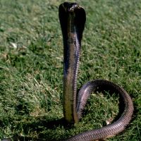 Pakistan Black Cobra