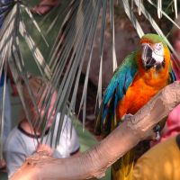 Sky Dome Macaw