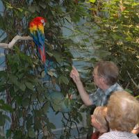 Sky Dome Macaw