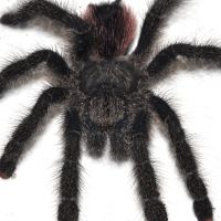 Peruvian Pink Toe Tarantula