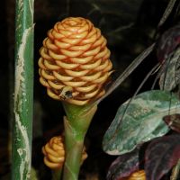 Torch Ginger