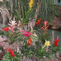 Sky Dome Bromeliads