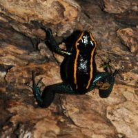 Poison Arrow Dendrobates