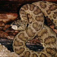 Prairie Rattlesnake