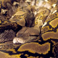 python-reticulated.jpg