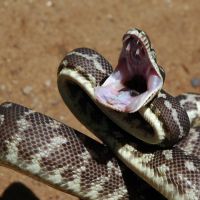 python-roughscale-mouth.jpg
