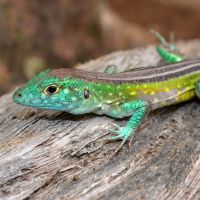 Rainbow Lizard