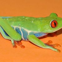 Red-eyed Tree Frog