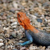 Red-Headed Agama