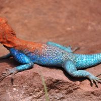 Red-Headed Agama