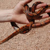 red-ratsnake.jpg