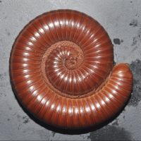 Red Millipede