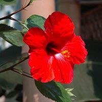 Hibiscus-001