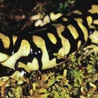 Tiger Salamander