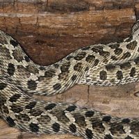 Western Hognose