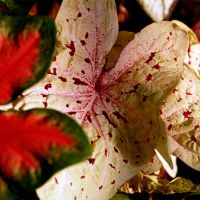 Caladium-001